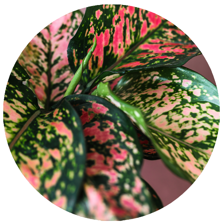 WI_Thumbnails_FY26_Foliage_Aglaonema