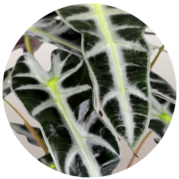 Alocasia Bambino, Bambino Plant, African Mask Plant