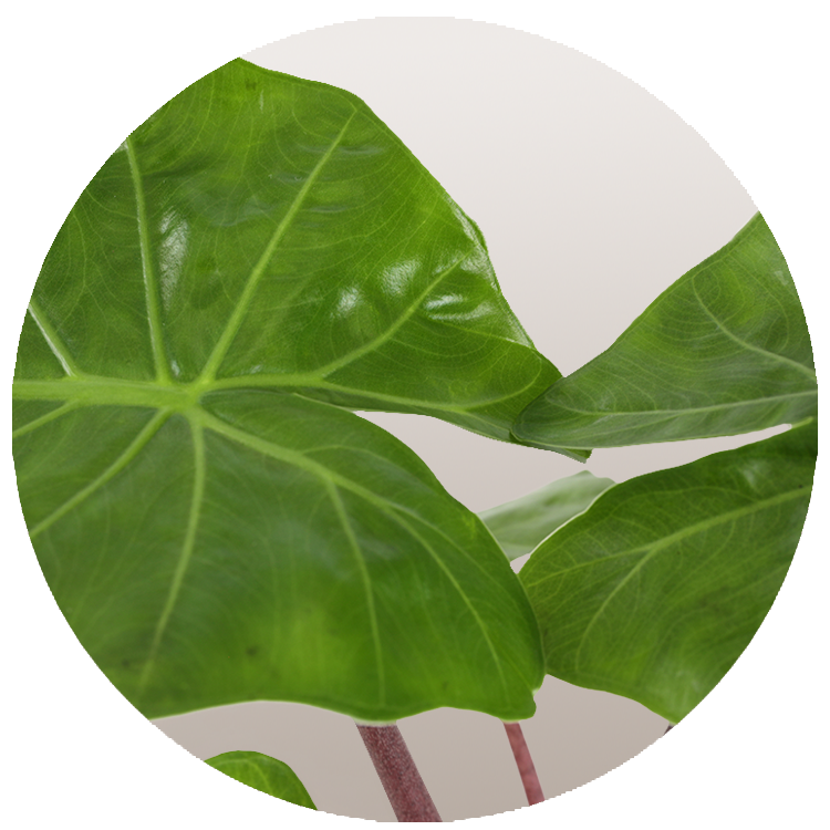 Alocasia Imperial Red, Imperial Red Plant