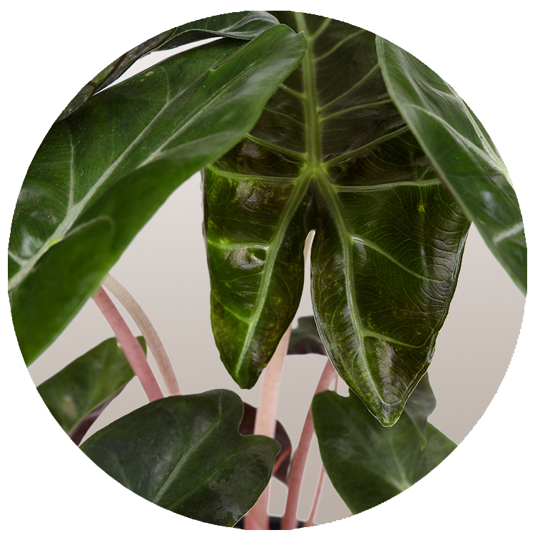 Alocasia Pink Dragon Care, Pink Dragon Plant, Alocasia Pink Dragon