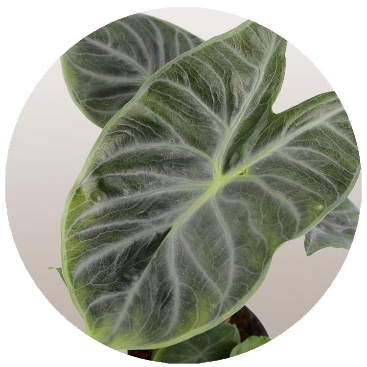 WI_Thumbnails_FY26_Foliage_Ivory_Coast