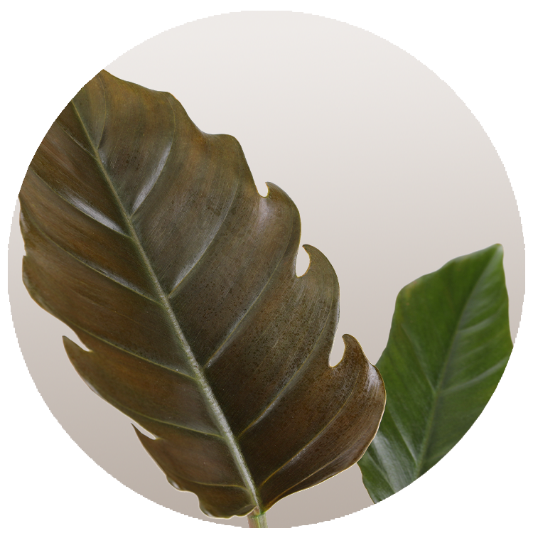 WI_Thumbnails_FY26_Foliage_Philodendron_Caramel