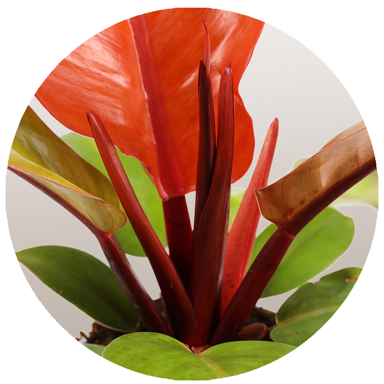 WI_Thumbnails_FY26_Foliage_Philodendron_Prince-of-Orange