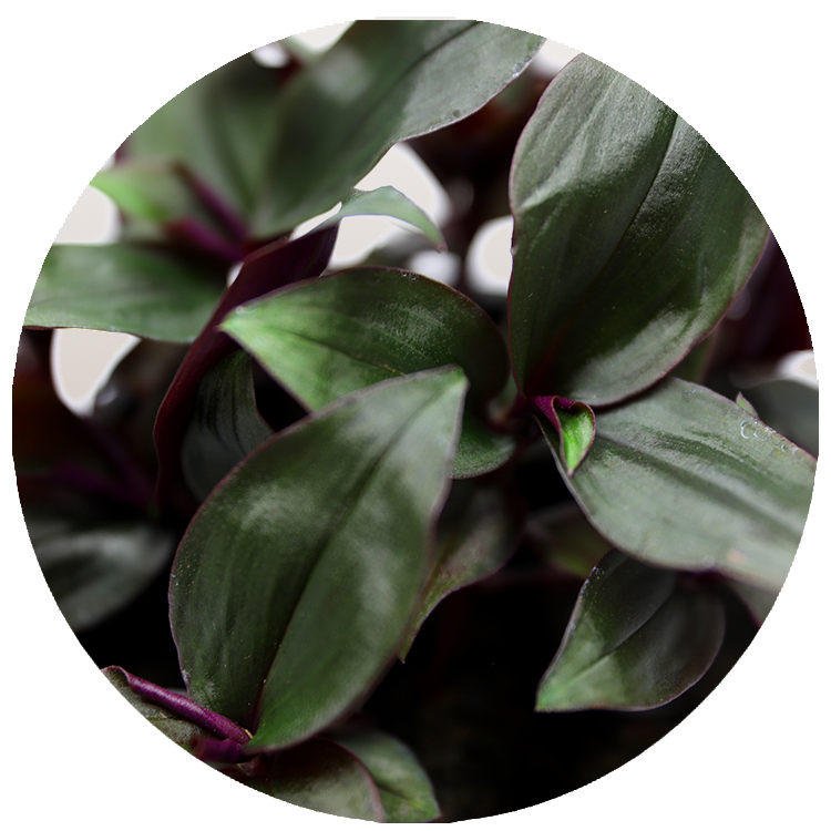 WI_Thumbnails_FY26_Foliage_Tradescatia_Roxxo