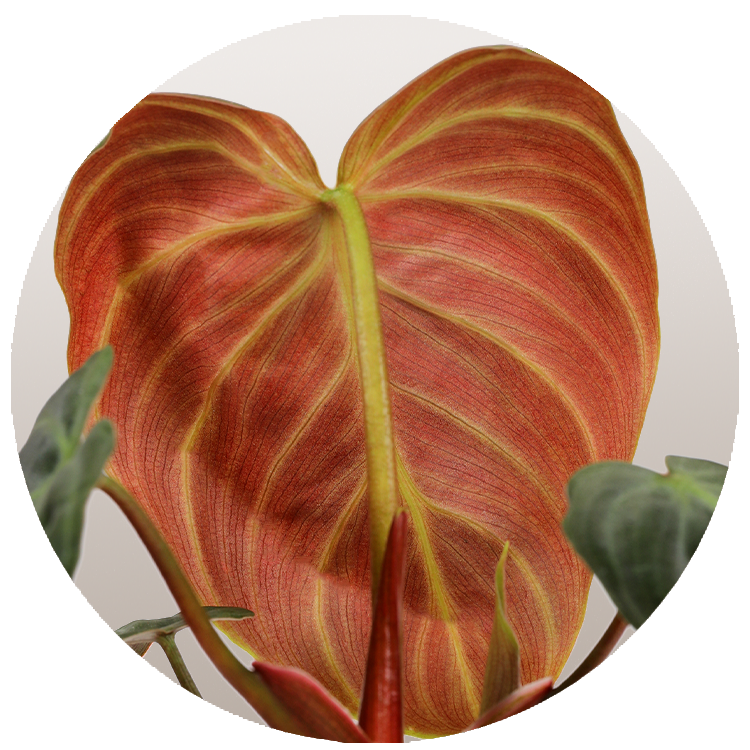 WI_Thumbnails_FY26_Philodendron_El_Choco_Red