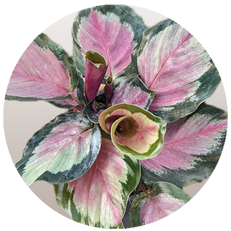 Rose_Calathea_White-Cloud