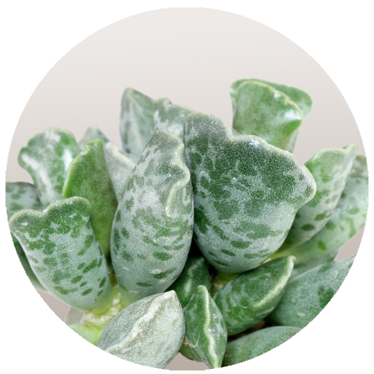 WI_Thumbnails_FY26_succulents_Adromischus-Cooperi