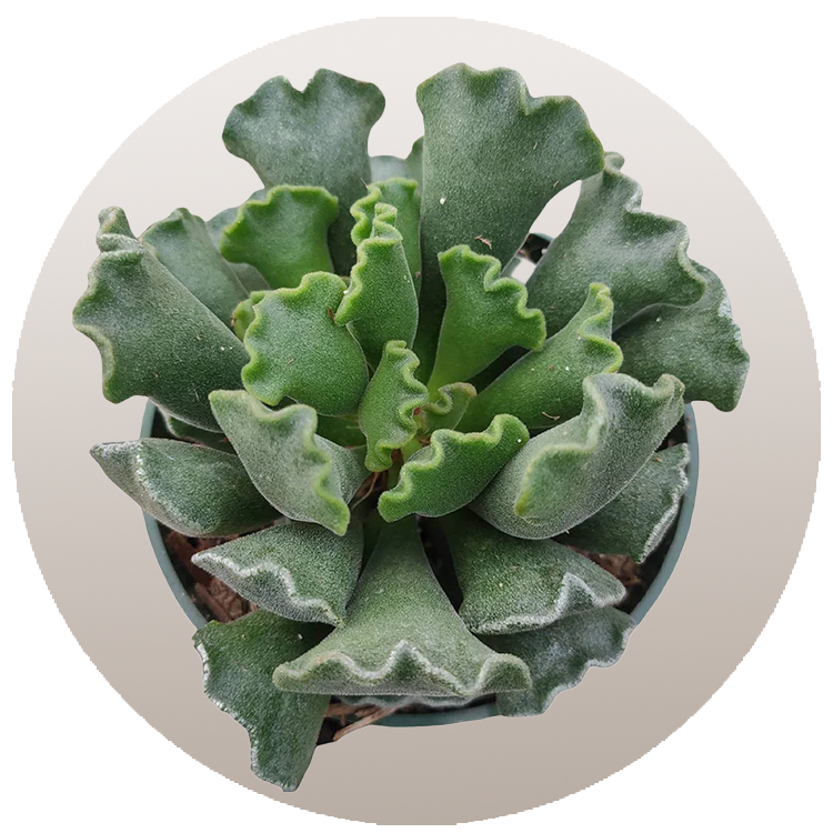 WI_Thumbnails_FY26_succulents_Adromischus-Cristatus