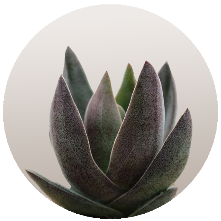 WI_Thumbnails_FY26_succulents_Crassula-Alba-Garnet-Lotus