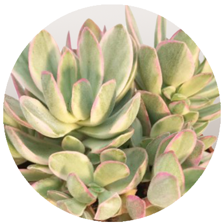 WI_Thumbnails_FY26_succulents_Crassula-Swaziensis