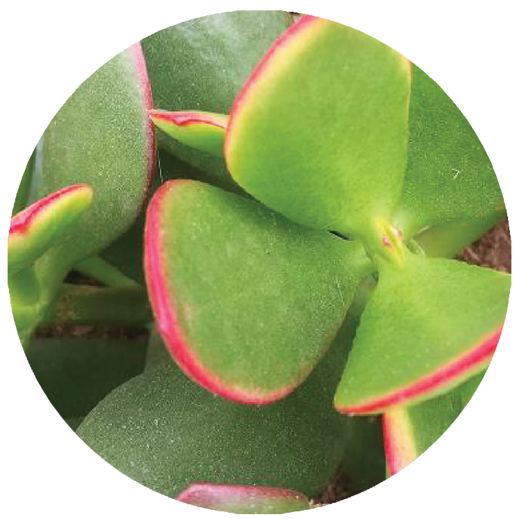 WI_Thumbnails_FY26_succulents_Crassula_Ovata_Sunset