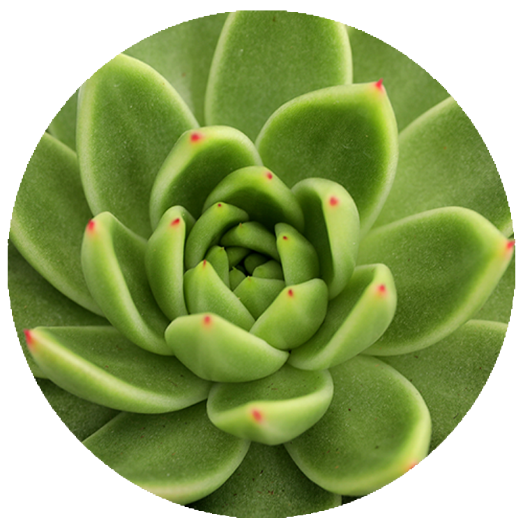 WI_Thumbnails_FY26_succulents_Echeveria-Agavoides-Lemaire