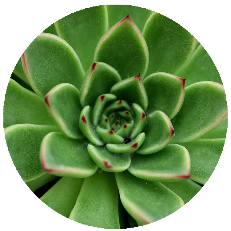 WI_Thumbnails_FY26_succulents_Echeveria-Agavoides-Red-Tip