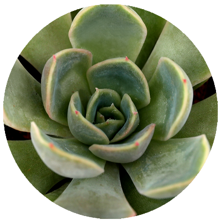 WI_Thumbnails_FY26_succulents_Echeveria-Jasiri