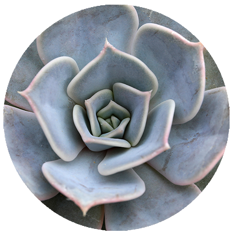WI_Thumbnails_FY26_succulents_Echeveria-Lilacina
