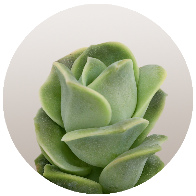 WI_Thumbnails_FY26_succulents_Echeveria-Lovely-Rose