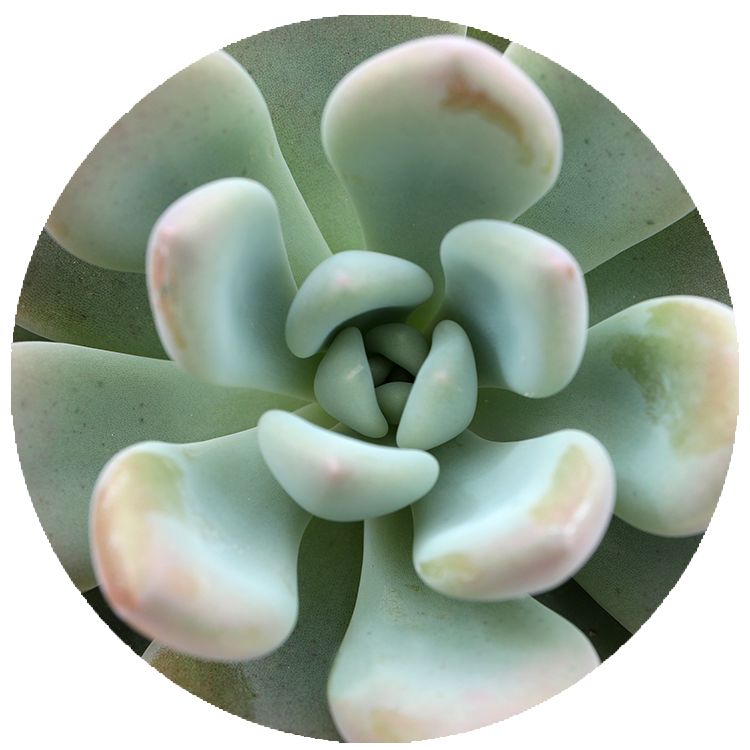 WI_Thumbnails_FY26_succulents_Echeveria-Opalina
