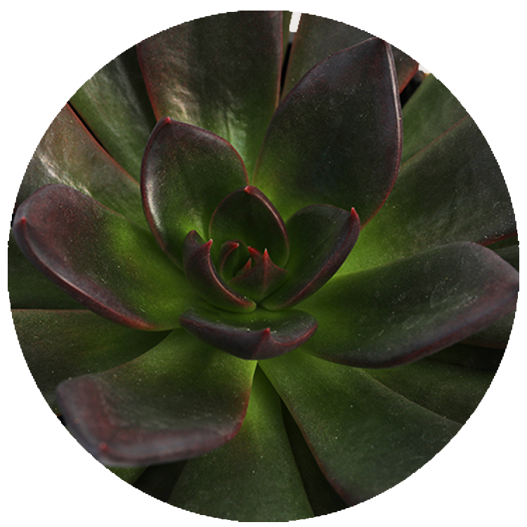 WI_Thumbnails_FY26_succulents_Echeveria-Preta