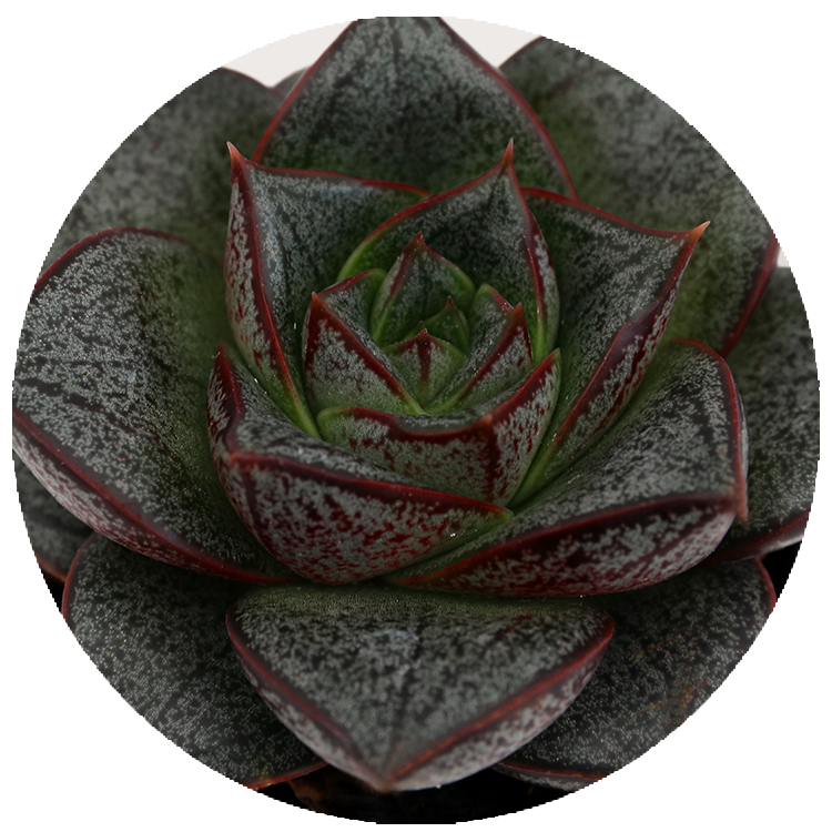 WI_Thumbnails_FY26_succulents_Echeveria-Purpureum