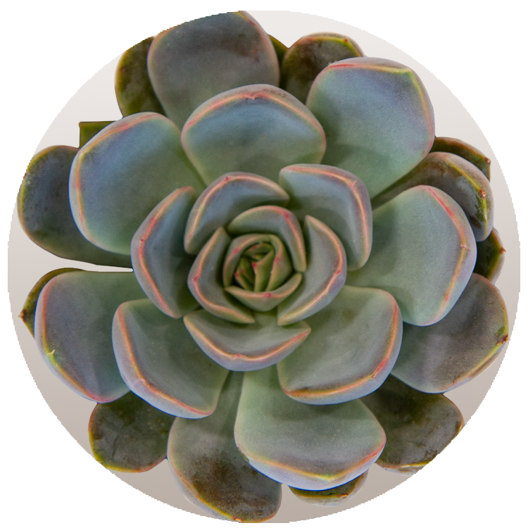 WI_Thumbnails_FY26_succulents_Echeveria-Summer
