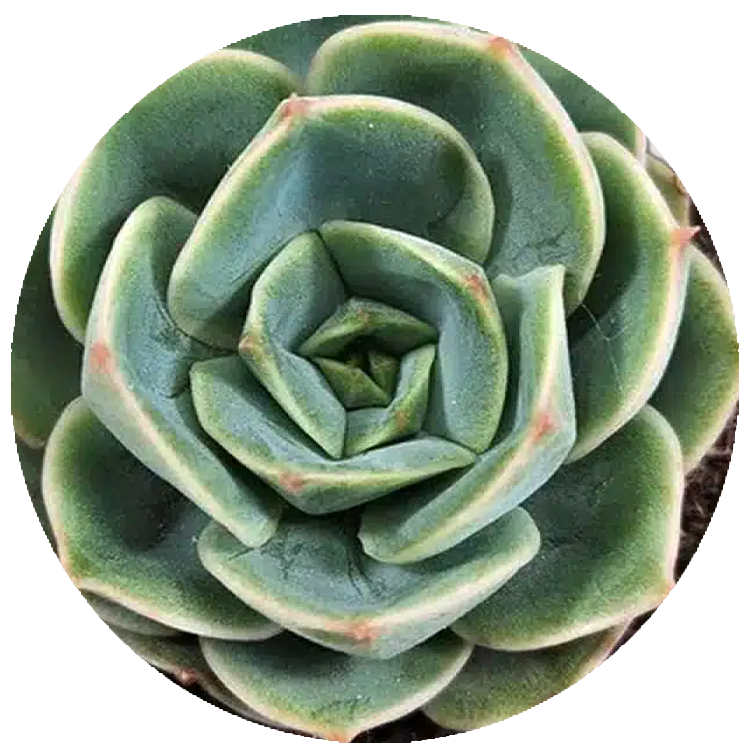 WI_Thumbnails_FY26_succulents_Echeveria-Tigela