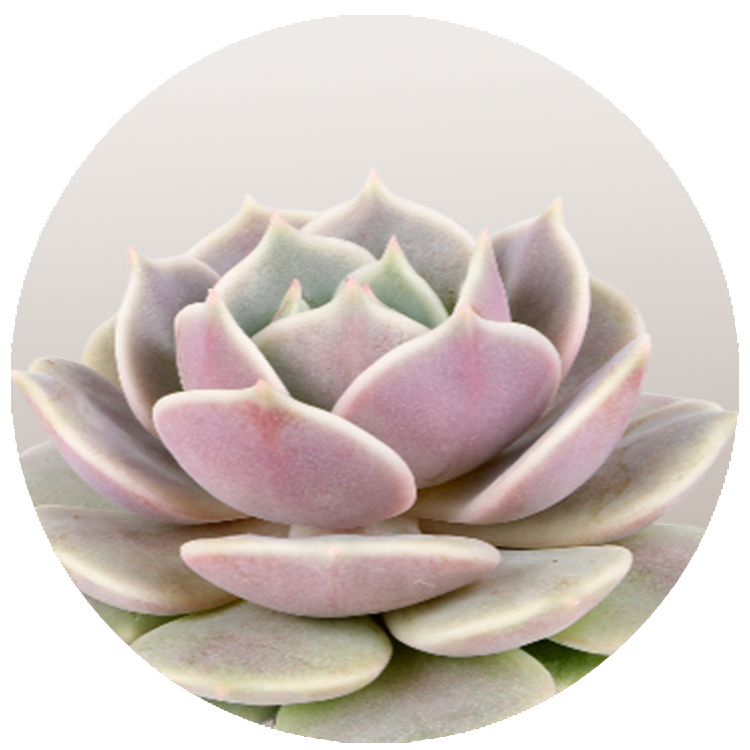 WI_Thumbnails_FY26_succulents_Echeveria_Lola