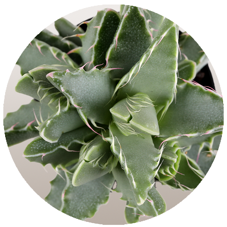 WI_Thumbnails_FY26_succulents_Faucaria-Tuberculosa