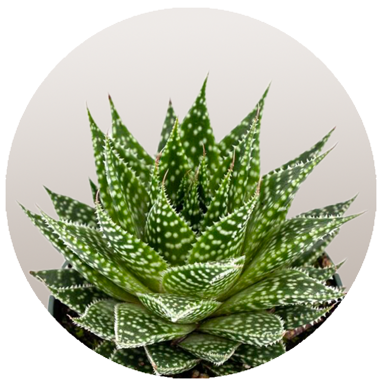 WI_Thumbnails_FY26_succulents_Gasteria-Durban