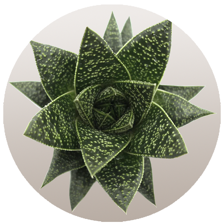 WI_Thumbnails_FY26_succulents_Gasteria-Flow