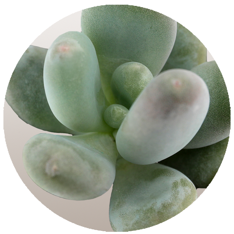 WI_Thumbnails_FY26_succulents_Pachyphytum-Blue-Haze