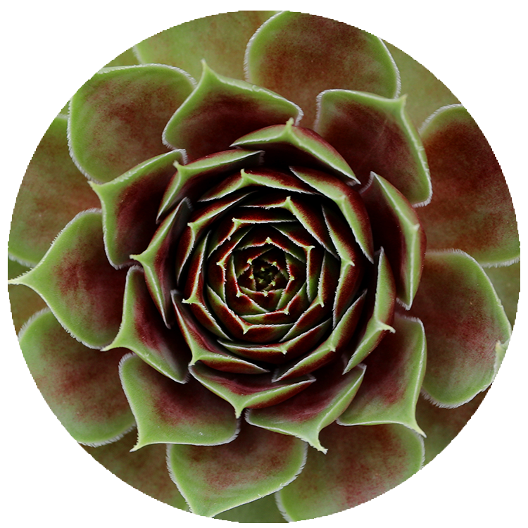 WI_Thumbnails_FY26_succulents_Sempervivum-Coconut-Crystal