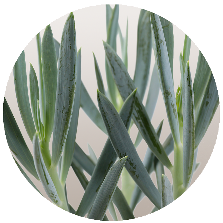 WI_Thumbnails_FY26_succulents_Senizo_Mount_Everest