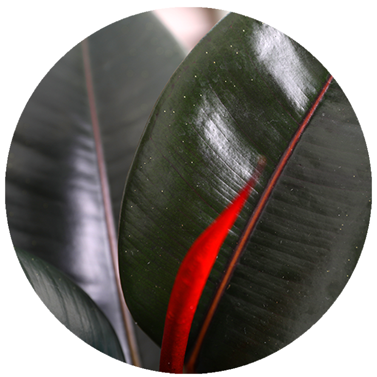 WI_Thumbnails_Ficus-Burgundy