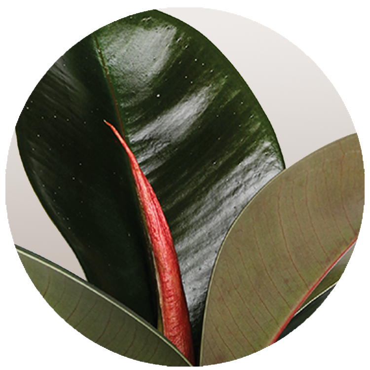 WI_Thumbnails_Ficus-Cloe