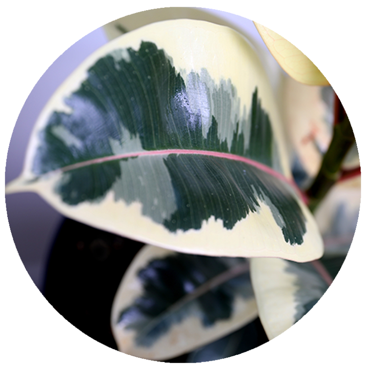 WI_Thumbnails_Ficus-Tineke