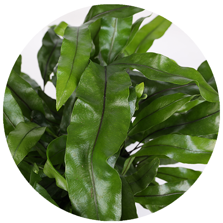 WI_Thumbnails_Kangaroo-Paw-Fern