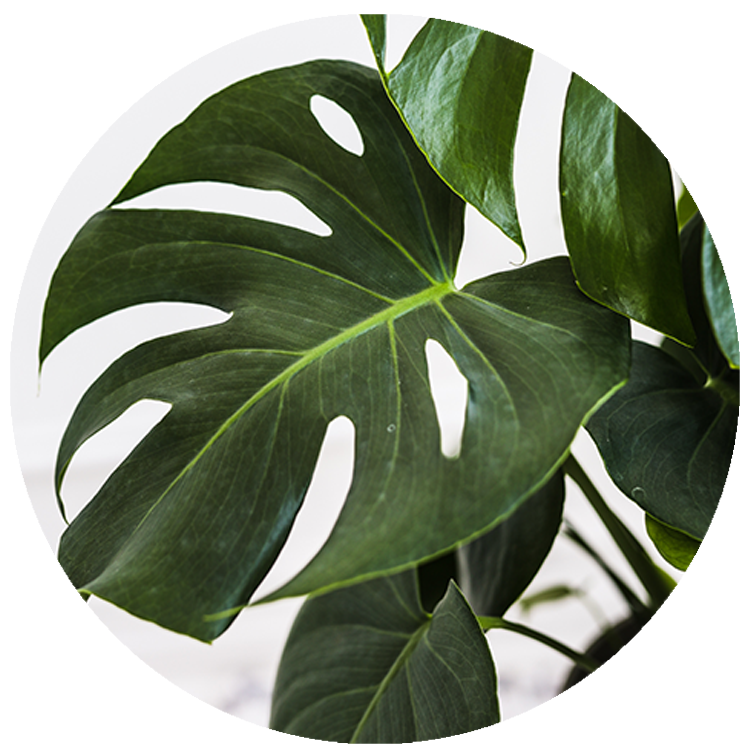 WI_Thumbnails_Monstera-Deliciosa-Taverii