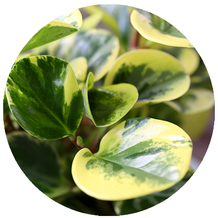 WI_Thumbnails_Peperomia-Green-Gold