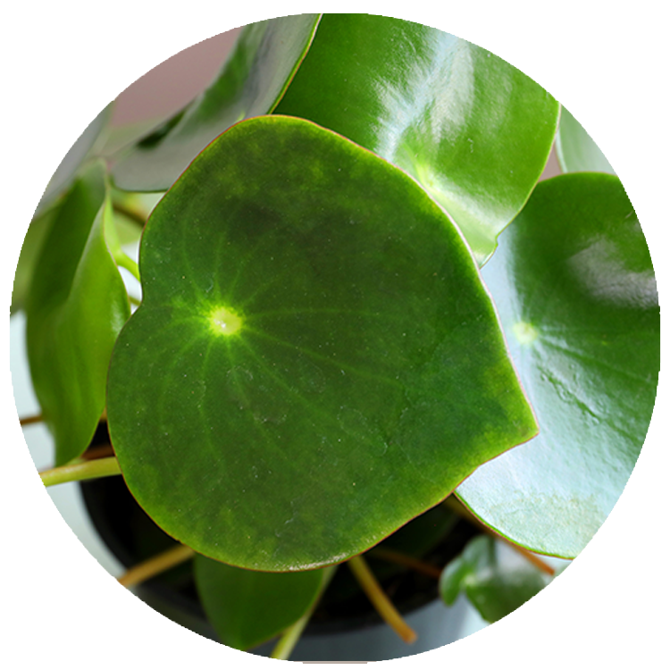 WI_Thumbnails_Peperomia-Raindrop