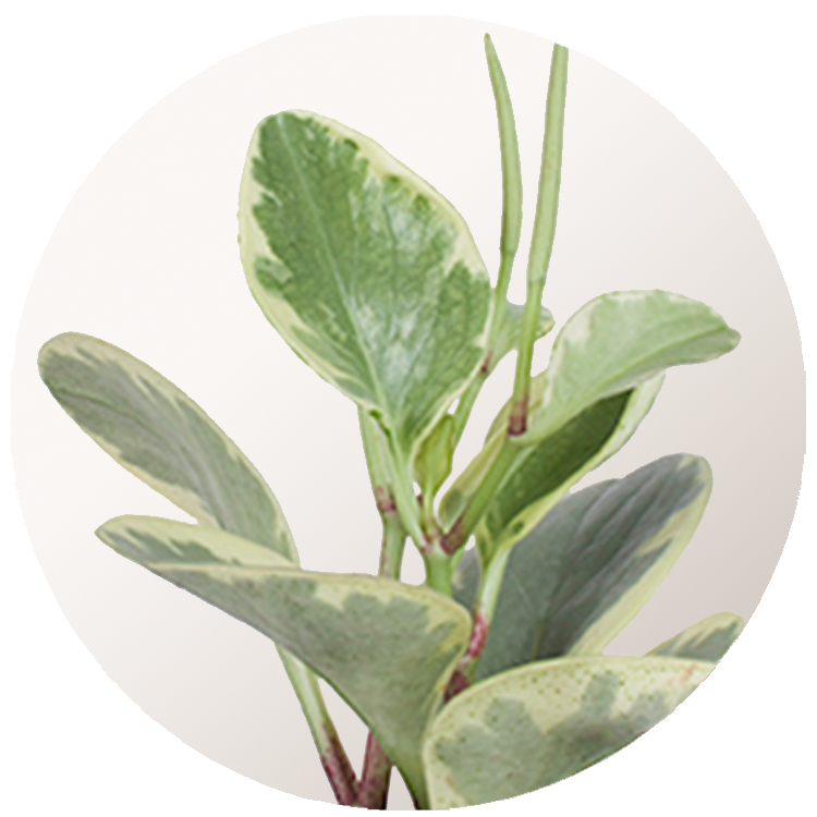 WI_Thumbnails_Peperomia-Veriegated