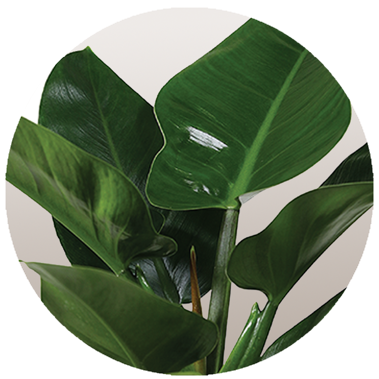 WI_Thumbnails_Philodendron-Imperial-Green