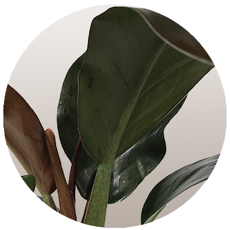 WI_Thumbnails_Philodendron-Imperial-Red