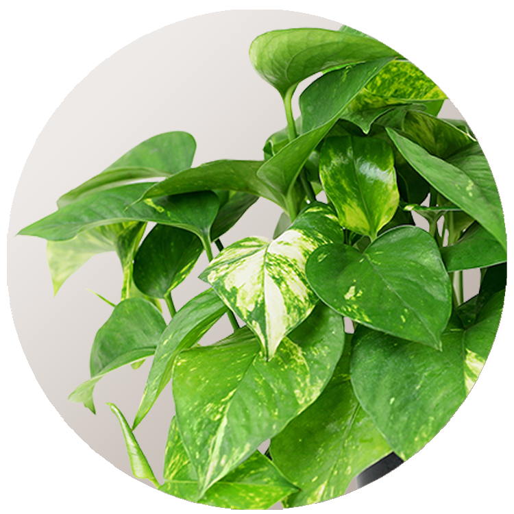 WI_Thumbnails_Pothos-Golden