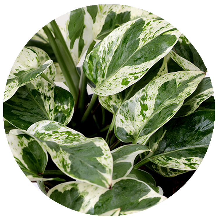 WI_Thumbnails_Pothos-Njoy