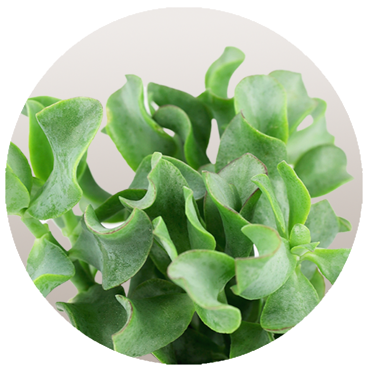 WI_Thumbnails_Succulents_Crassula-Curly-Arborescens