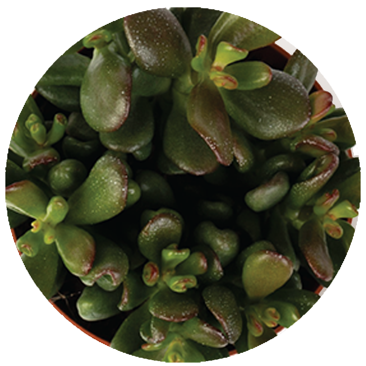 WI_Thumbnails_Succulents_Crassula-Gandalf