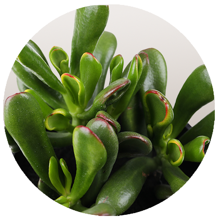 WI_Thumbnails_Succulents_Crassula-Horntree-Tricolor-Hobbit