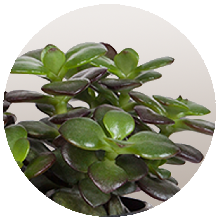 WI_Thumbnails_Succulents_Crassula-Minor