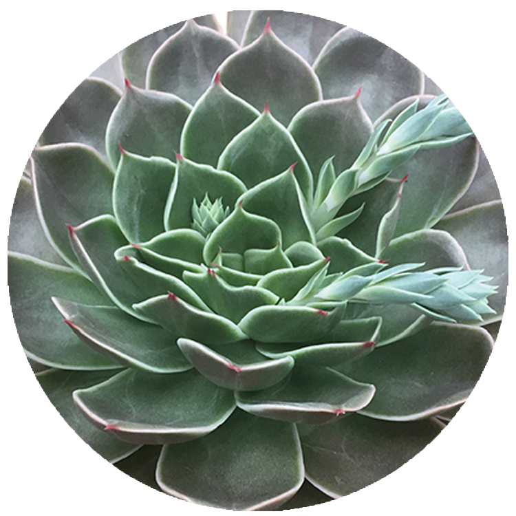 WI_Thumbnails_Succulents_Echeveria-Costa