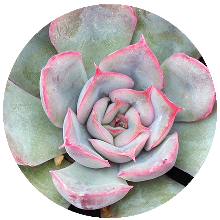 WI_Thumbnails_Succulents_Echeveria-Hercules